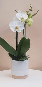 Witte orchidee - Rinus de Ruyter bloemisten