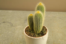 Afbeelding in Gallery-weergave laden, Cactussen - Rinus de Ruyter bloemisten
