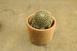 Cactussen - Rinus de Ruyter bloemisten