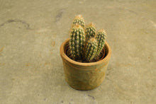 Afbeelding in Gallery-weergave laden, Cactussen - Rinus de Ruyter bloemisten
