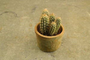 Cactussen - Rinus de Ruyter bloemisten