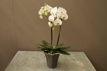 Afbeelding in Gallery-weergave laden, Witte orchidee - Rinus de Ruyter bloemisten
