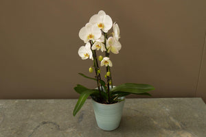 Witte orchidee - Rinus de Ruyter bloemisten